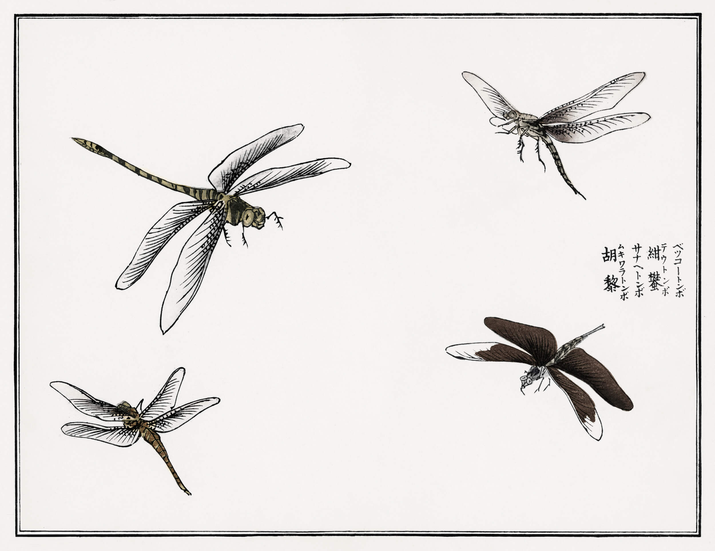 Japanese woodblock print depicting 4 dragonflies