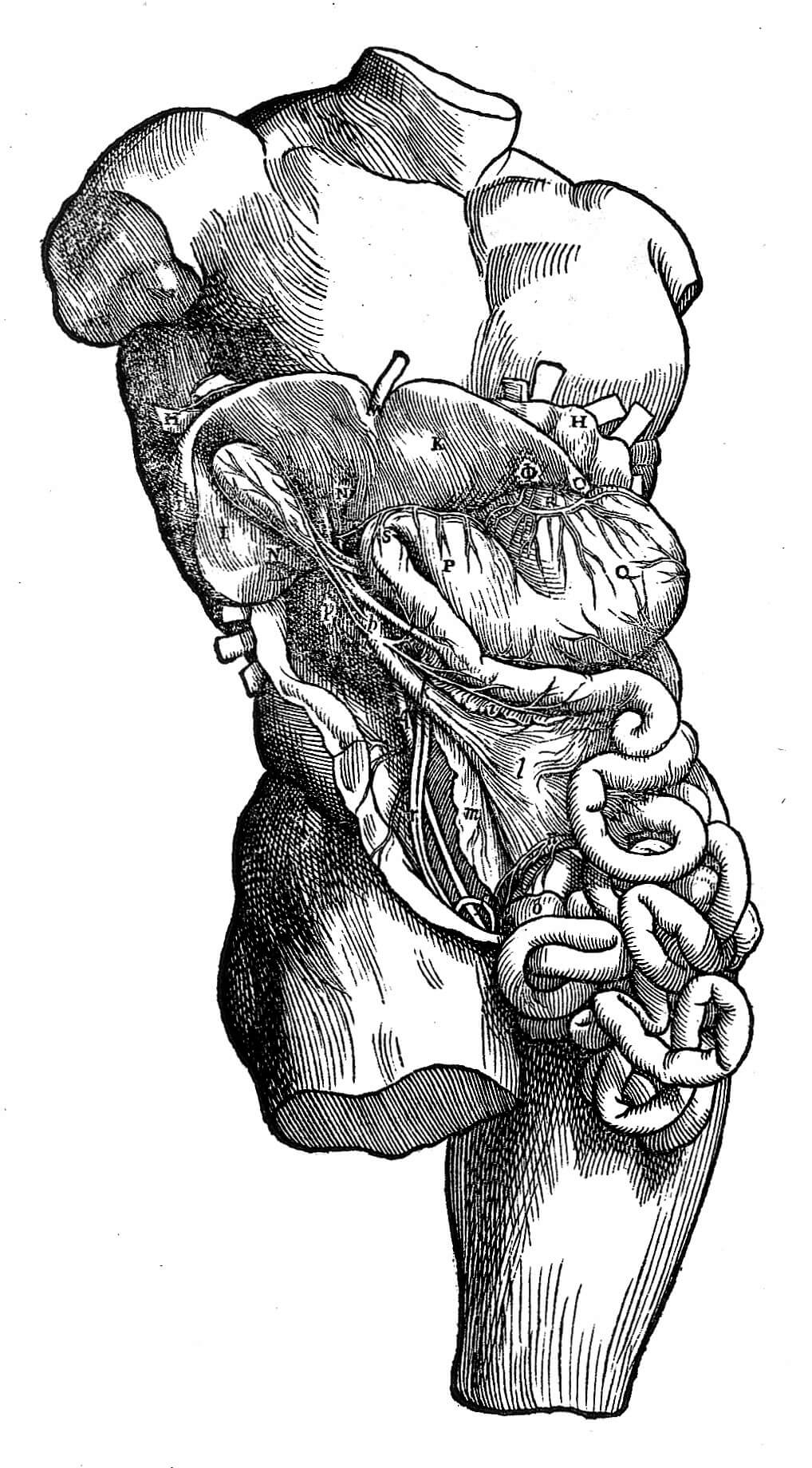 Drawing of male torso, revealing internal organs and system